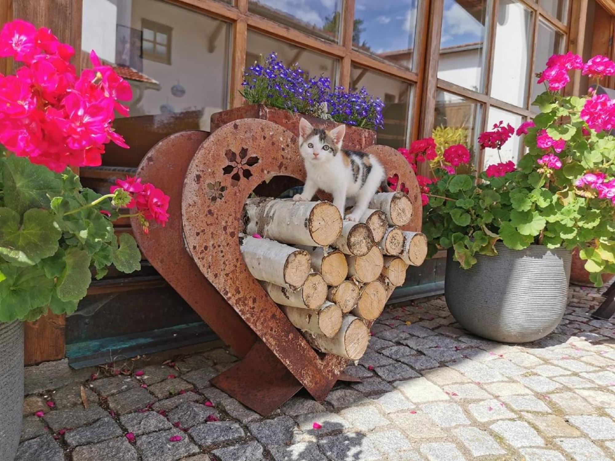 Bauernhof Suesshof Apartment Zwiesel Bagian luar foto